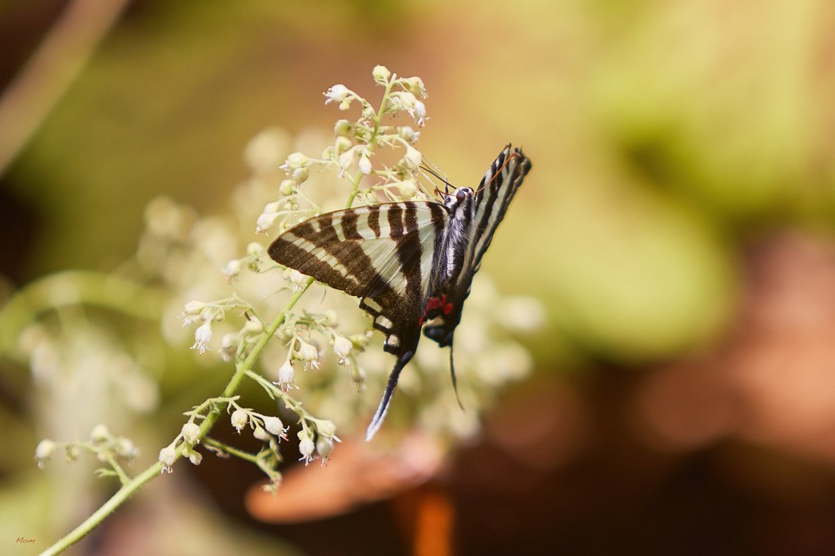 Great day at the Huntsville Botanical Garden! Sun was shining, the Purdy butterfly house was open and we even spotted a Downy woodpecker. <a href="/hsvgarden/">Huntsville Botanical Garden</a> #hsvgardenwe