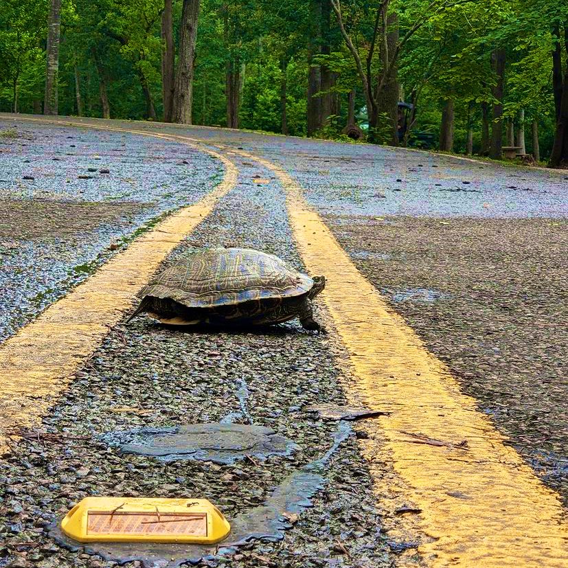 TPWDparks's tweet photo. Just taking it easy this Sunday.

Remember that if you see a turtle on the road, please wait for them to finish crossing. #WorldTurtleDay 

#Huntsville #TXStateParks https://t.co/9FTXvIDNe5