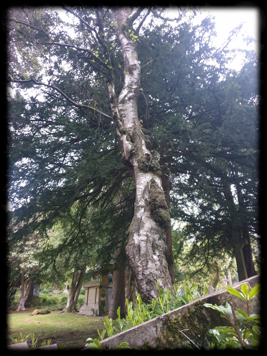 TheCemetress's tweet photo. Hope Everyone has been having a great weekend 😊⚰🌲✌🏽🖤
#SilverBirchSunday 
#CemeteryTree 
#ReachForTheSky
#TreeHeroes 
#MyFavePlace https://t.co/hulD0JlmrX
