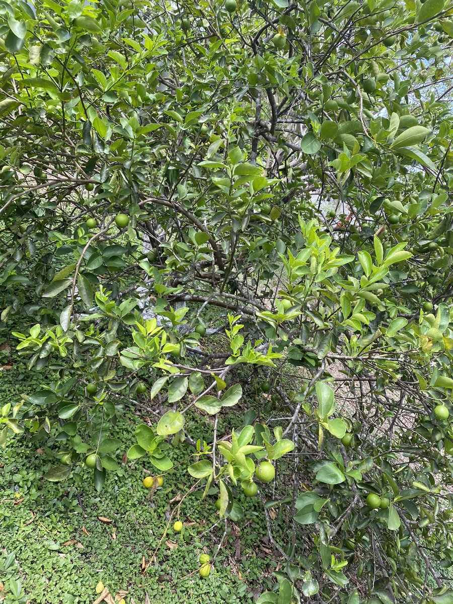 vkelleher's tweet photo. Puebleando en mi #CampecheNilchi adorado ..... #Limones #Toronjas #Mangos #Ciricotes #Buganbilias #PorCampecheTodo 🙋🏼‍♀️ #EsLayda #EsRenato https://t.co/Y5I0c85f4U