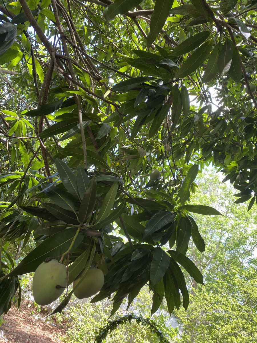 vkelleher's tweet photo. Puebleando en mi #CampecheNilchi adorado ..... #Limones #Toronjas #Mangos #Ciricotes #Buganbilias #PorCampecheTodo 🙋🏼‍♀️ #EsLayda #EsRenato https://t.co/Y5I0c85f4U