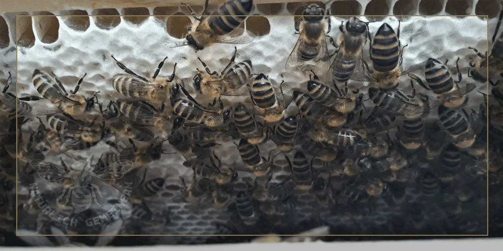 Imker_Frank's tweet photo. 🐝 23.05.2021, 11°C Regenschauer. Kontrolle des Honigraums. Hier wird #Rapshonig gemacht. Meine #Bienen waren sehr fleißig.

#imker #honigbienen https://t.co/ipyEUxsKUH