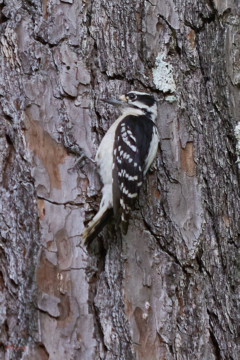 HopsMom19's tweet photo. Great day at the Huntsville Botanical Garden! Sun was shining, the Purdy butterfly house was open and we even spotted a Downy woodpecker. @hsvgarden #hsvgardenwe https://t.co/7hje5uaaBX