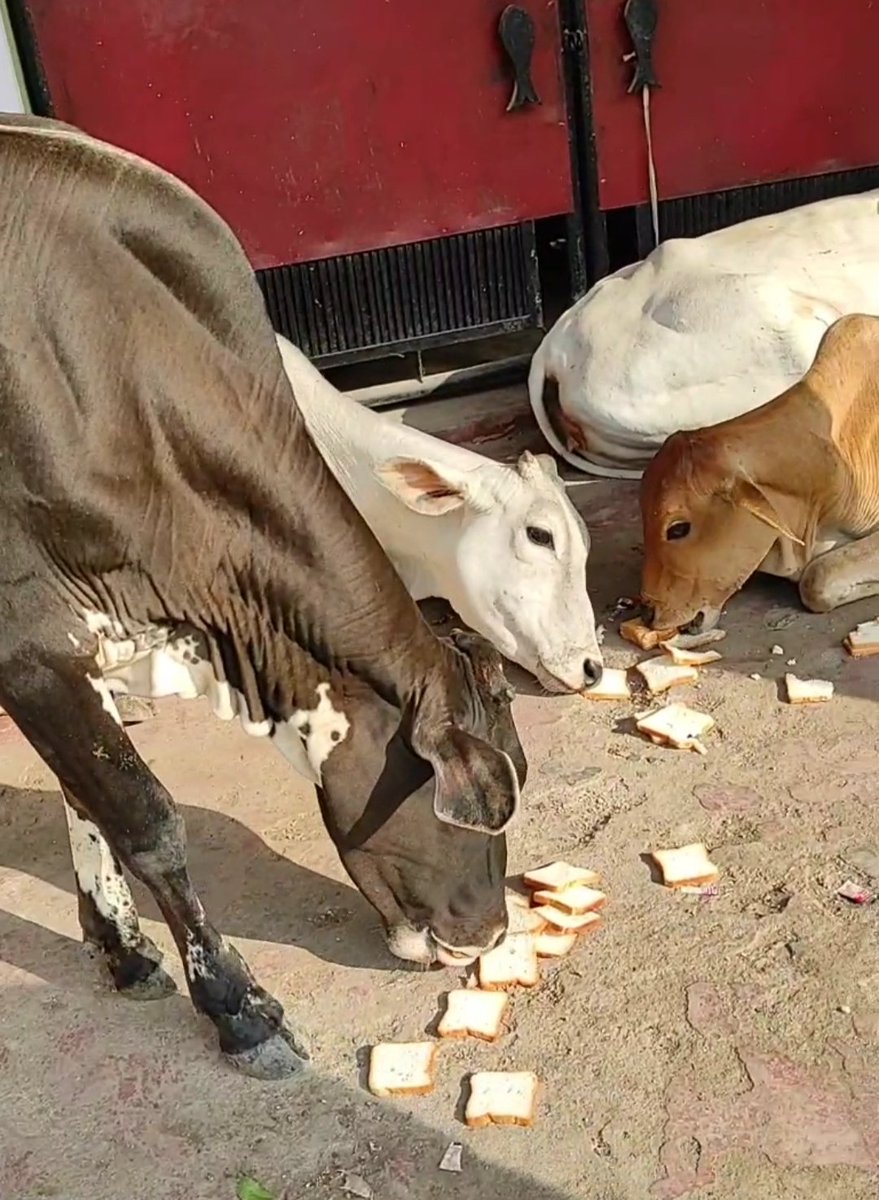 DrAnkitaYadav1's tweet photo. शास्त्रों के अनुसार गौमाता के पैरों में तीर्थ होता है.
@alashshukla @AyushYa14003131
#homelessaid
#strayanimals
#animelover https://t.co/6zNofpmagM