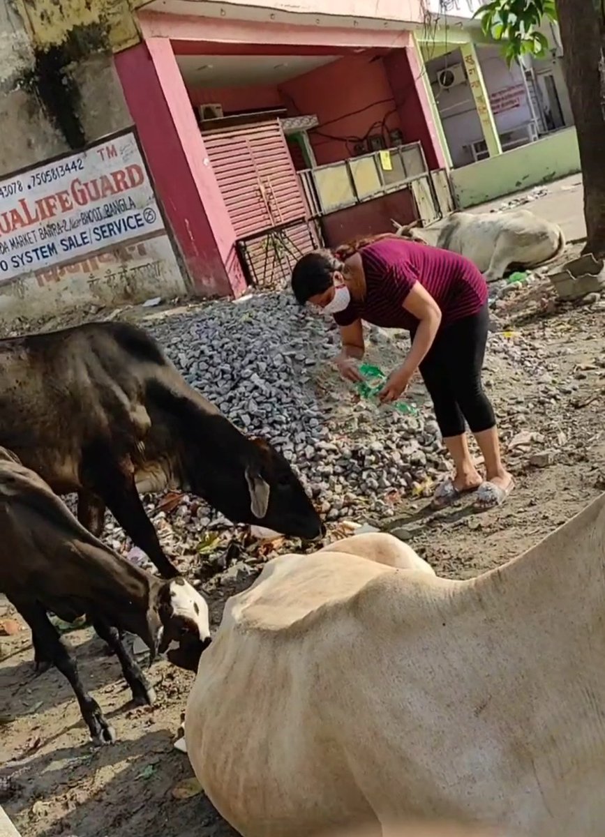 DrAnkitaYadav1's tweet photo. शास्त्रों के अनुसार गौमाता के पैरों में तीर्थ होता है.
@alashshukla @AyushYa14003131
#homelessaid
#strayanimals
#animelover https://t.co/6zNofpmagM