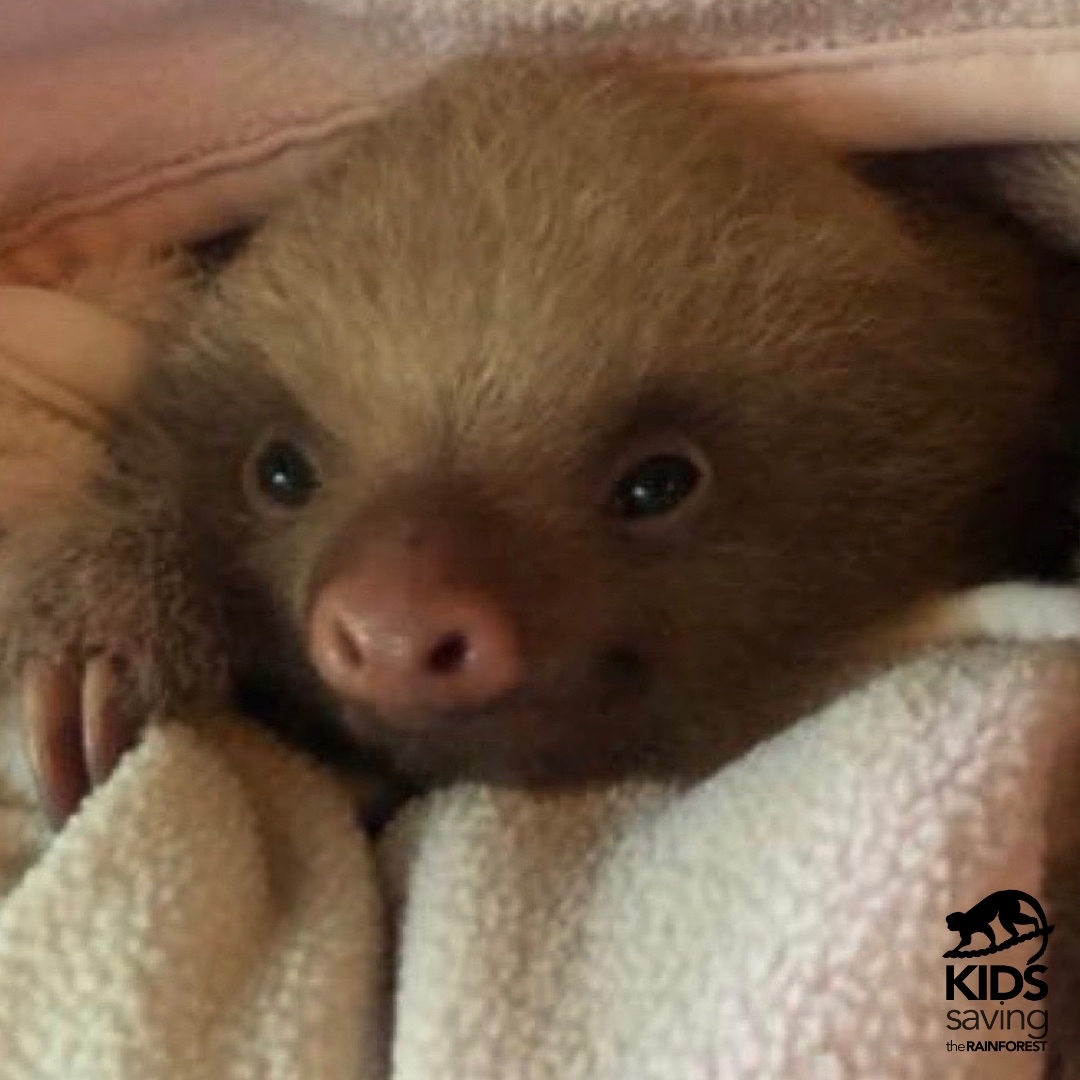 KSTRCR's tweet photo. Happy Sloth Sunday from Dudley as a baby 💗
📸Louisa Warn @louisa._.w
#slothsunday #sloths #slothlove #sloth #babysloth #perezoso #kidssavingtherainforest #bluebanyaninn #kstr #rescateanimal #wildliferehab #wildliferescue https://t.co/QwS5tAV5zG
