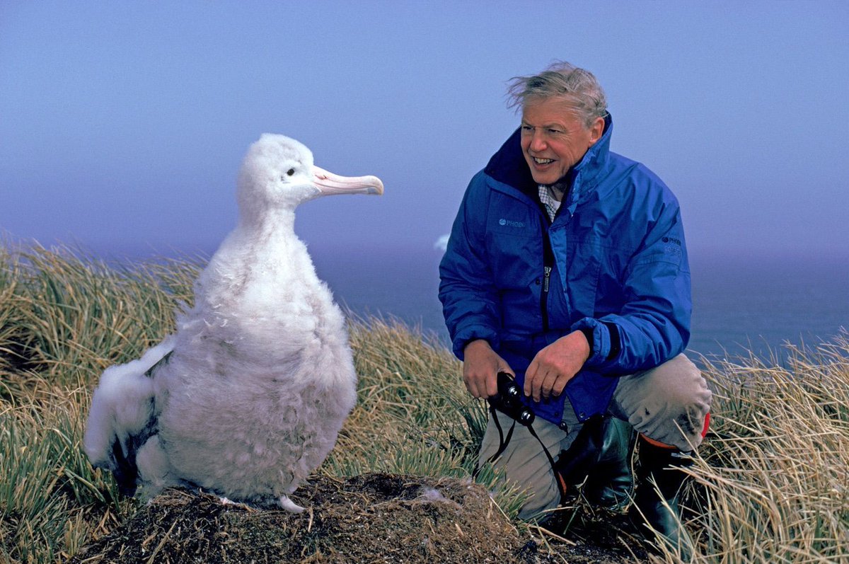 Hookpod's tweet photo. Endorsed by Sir David Attenborough, the Hookpod could save countless seabirds. Vote for Hookpod at @EOPorg #InventorsAwards https://t.co/TP6SHoIwKU #AdoptHookpod 
 “If every longline vessel used Hookpods, we can stop the accidental death of these magnificent ocean wanderers.” https://t.co/hiYodJeAbS