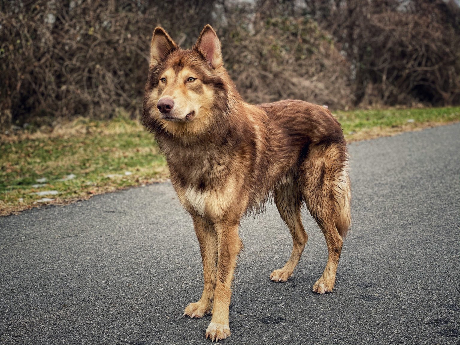 Black tamaskan dog 2025