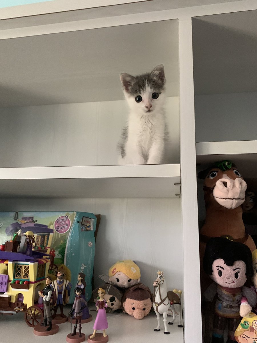 i added to my tangled shelves