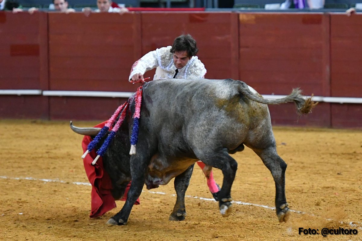 AVANCE VISTALEGRE- Juan del Álamo se impone al peligroso pitón izquierdo del primero de Adolfo y da vuelta al ruedo cultoro.es/festejos/2021/…