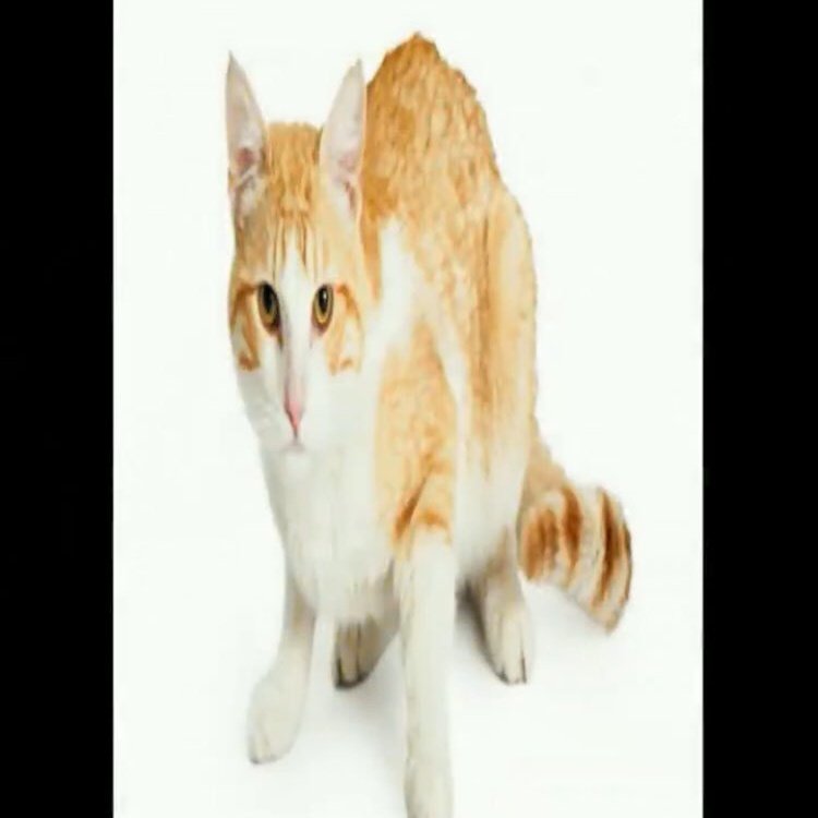 abbis_abbas's tweet photo. @DbDMobile vertically stretched cat https://t.co/u9Zy4fFOqZ