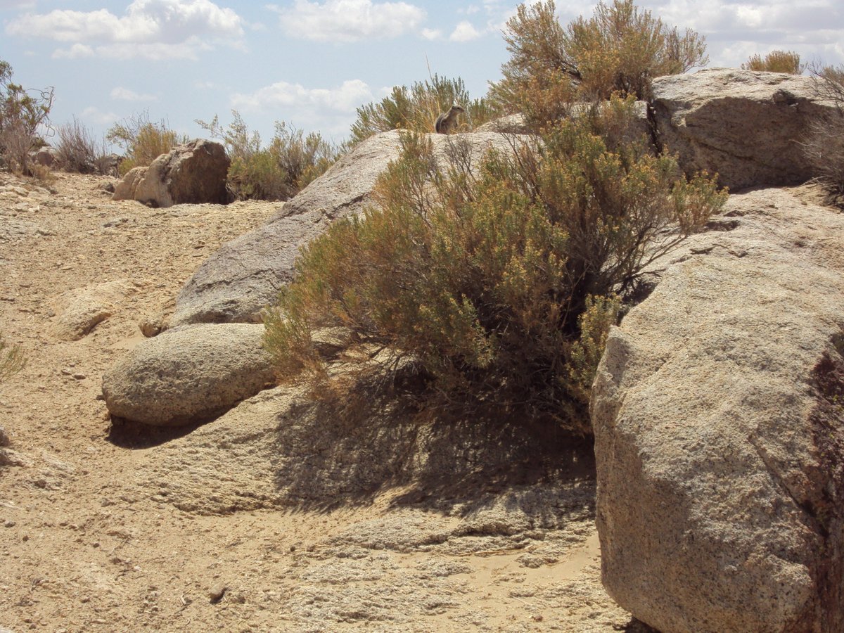 SaddlebackButte tweet media