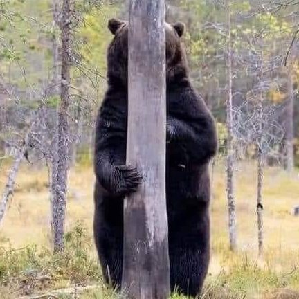 忍法隠れ身の術 木に擬態化する動物の中で 熊だけ体が丸見えで面白すぎる 話題の画像プラス