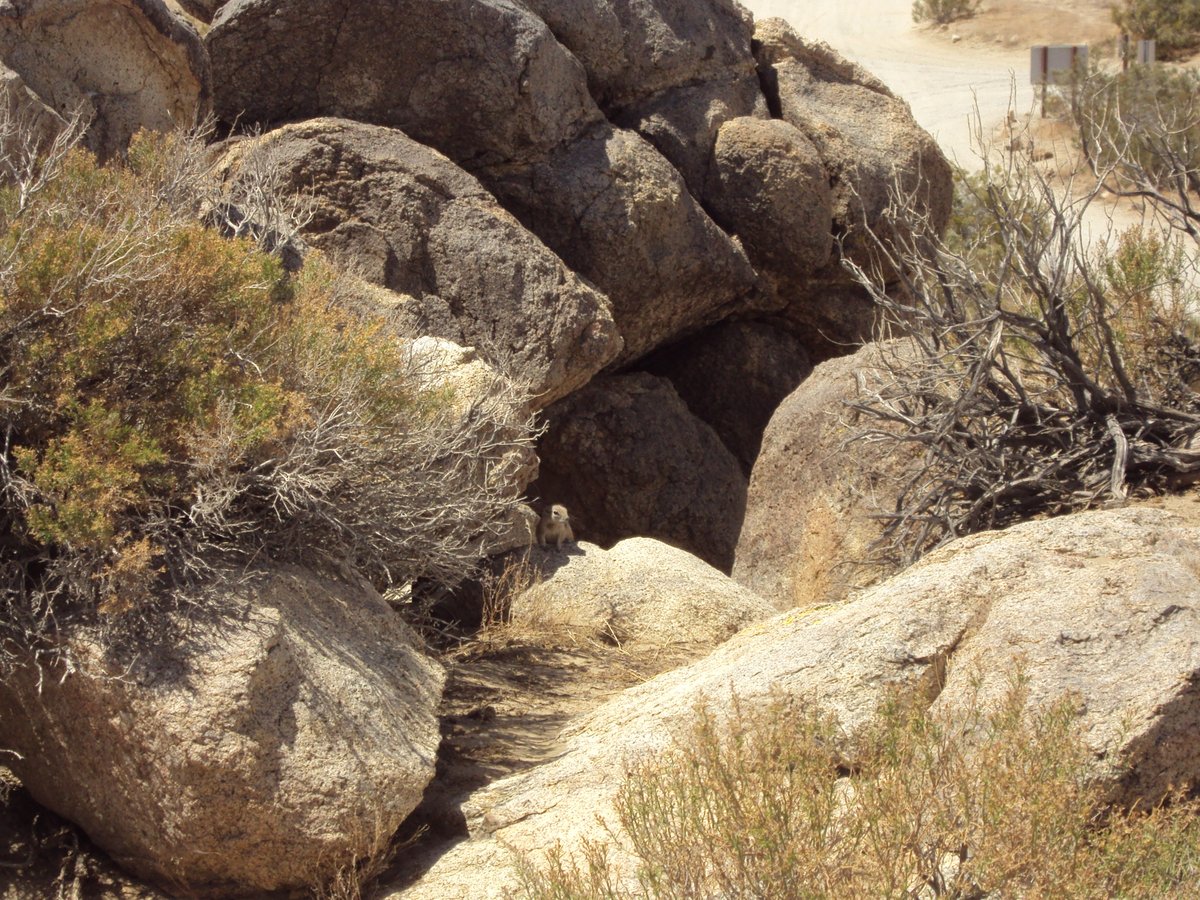 SaddlebackButte tweet media