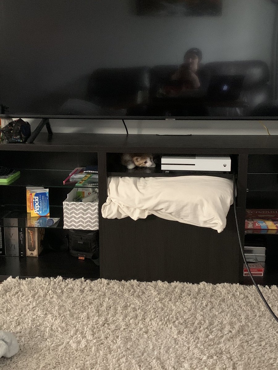 jldorran's tweet photo. โLook Mom. I got up here by myself. The pillow you put in the way didnโt stop me.โ
Little George might be going for a timeout. ๐๐
#cancerkitty https://t.co/H6nn24NIBD