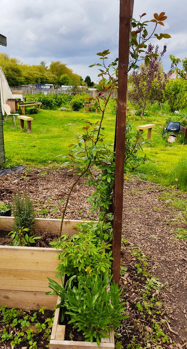 WinnieHNHu's tweet photo. Climbing roses which have been planted last year are climbing high both growing from home cuttings and purchased from pound shop. #justiceprince #community #jpcommunitygarden #localconversation #peopleshealthtrust #communitygarden
#GrowingMinds #growing #plant #climbingrose https://t.co/pFYjKfjb0E