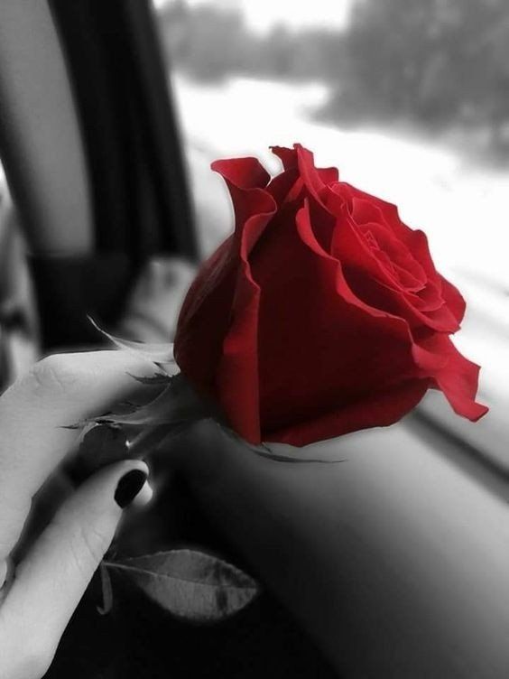 capitanare5's tweet photo. Si tuviera que decir lo que por ti siento no bastaría una vida ni habría
suficiente lienzo se acabaría la tinta
antes de expresar mis sentimientos
aunque desnude mi alma en prosa y sonetos solo son el reflejo del amor que por ti siento
#ElCapiLetras
#ElRinconDeSandy
#DayanaWonder https://t.co/Q8Xo7NmUCh