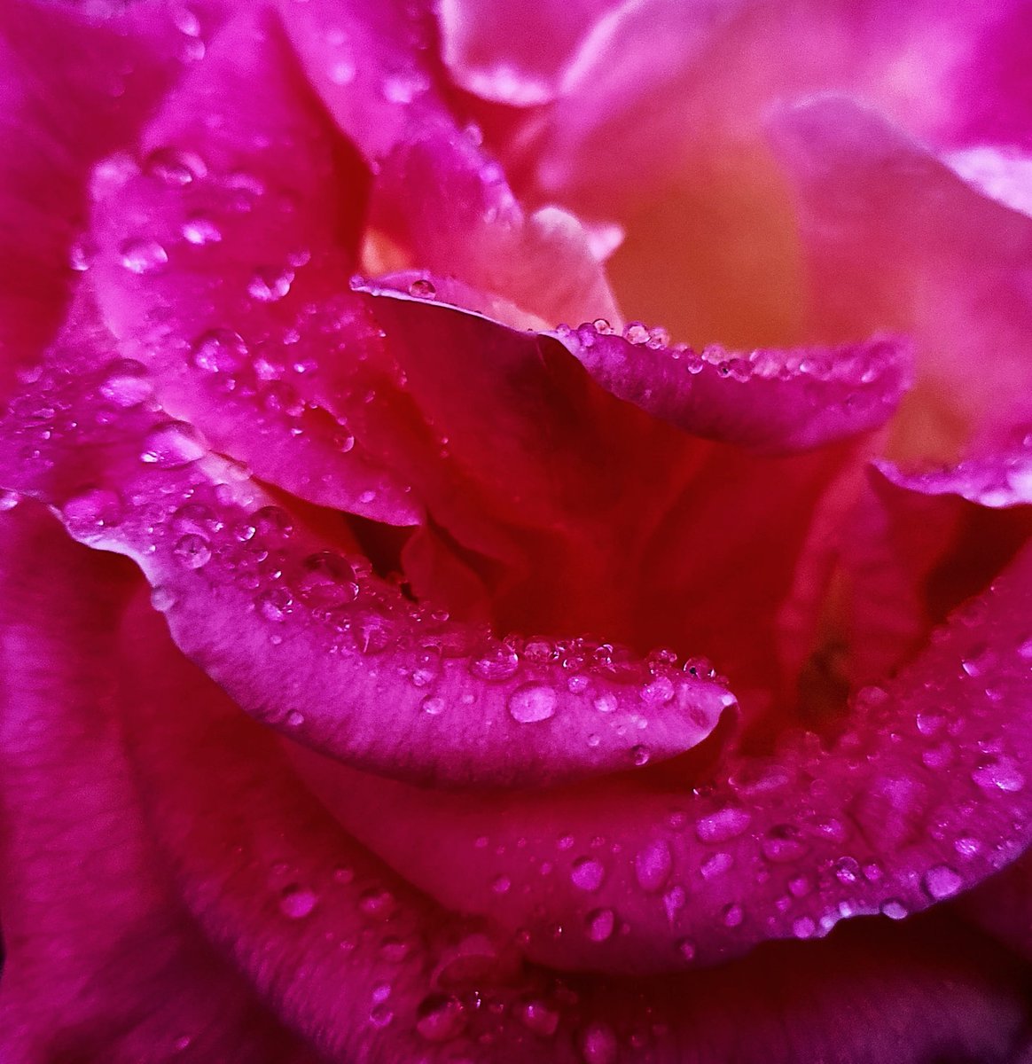 Flowers Pictures Of Flowers Flowers From 1970 Dreamnotfound Edited Astronomika Wattpad