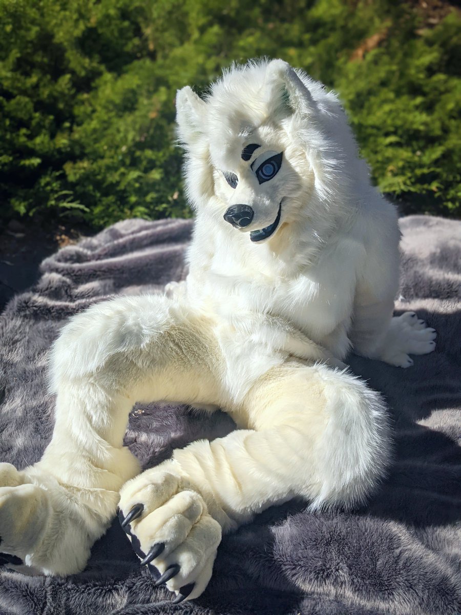 MidnightMkrs's tweet image. Such a fluffy doggo! I love samoyeds and so glad I finally got to make one!

🐶@smoothvoltron