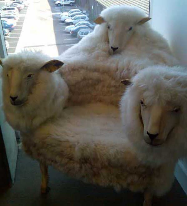 ningunpibe's tweet photo. Estoy descubriendo un hermoso mundo oculto de taxidermia de lo más horripilante. Voy a empezar tranqui con este sillón hecho de ovejas para tus horas de relax. https://t.co/HZZVC1v81h