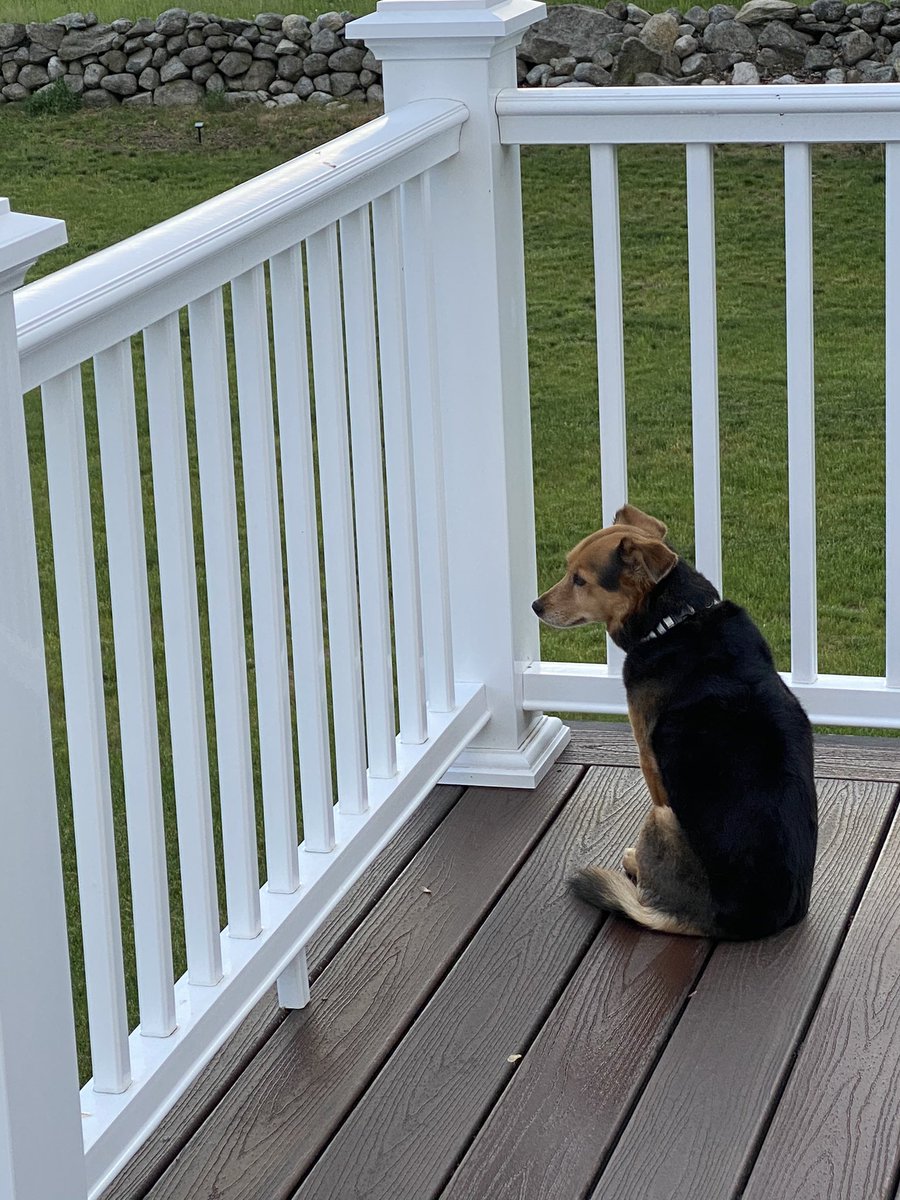 Lilly loves hanging out on the upper deck at dusk 💚🍃
#rescuedog