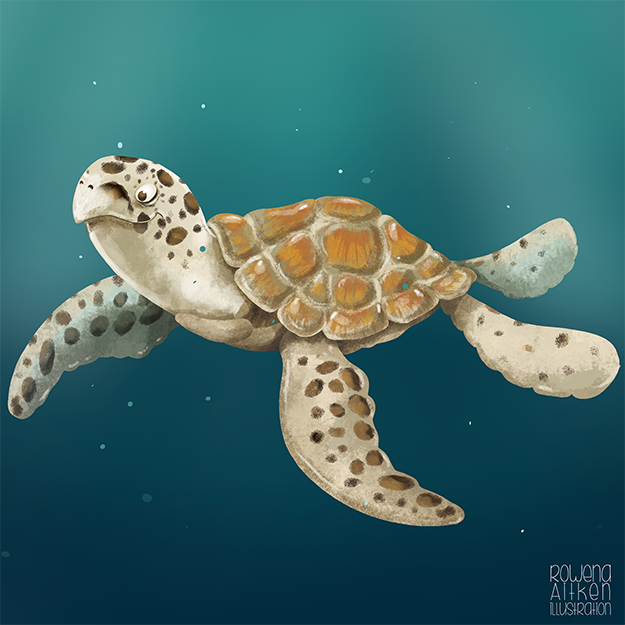 Rowena Aitken Illustrator Happy World Turtle Day 21 Worldturtleday21 Turtleday Turtles Sea Oceans Conservation Illustration Wwf Illustration Turtle Reptile Nature Reptiles Animals Turtlelife Seaturtle T Co