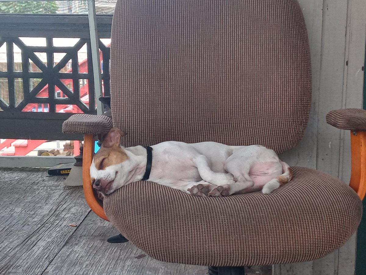 Palestranger17's tweet photo. Storm rolling in
My dog sleeping through the Thunder
#islandlife 
#soggyspring https://t.co/uBOUuYUAMa