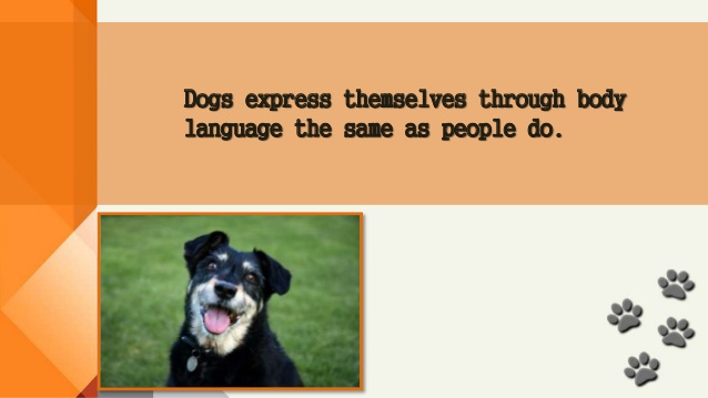 DandDPets tweet picture
