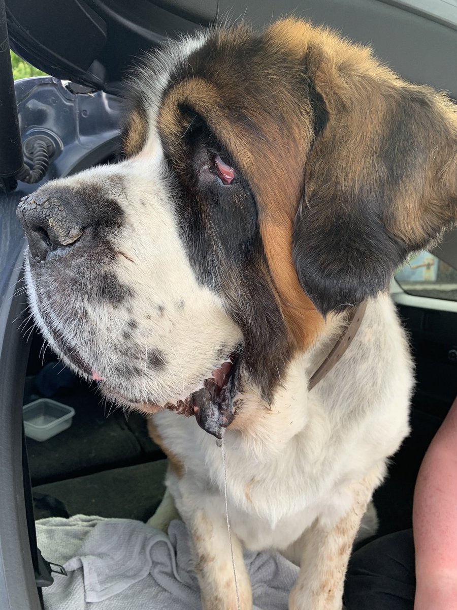 PariseRoy's tweet photo. My beautiful baby crossed over the rainbow bridge yesterday. He is now feee to run where his legs work and no more pain. Loved forever #saintbernard https://t.co/ZQ64JA0Eo1