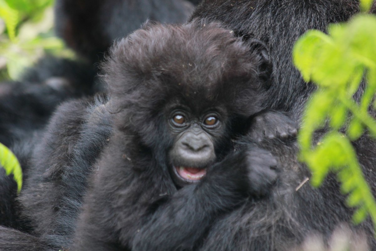 SavingGorillas's tweet photo. WAIT…. Where did the weekend go?

📸: Veronica Vecellio https://t.co/ybNnnCyiHp