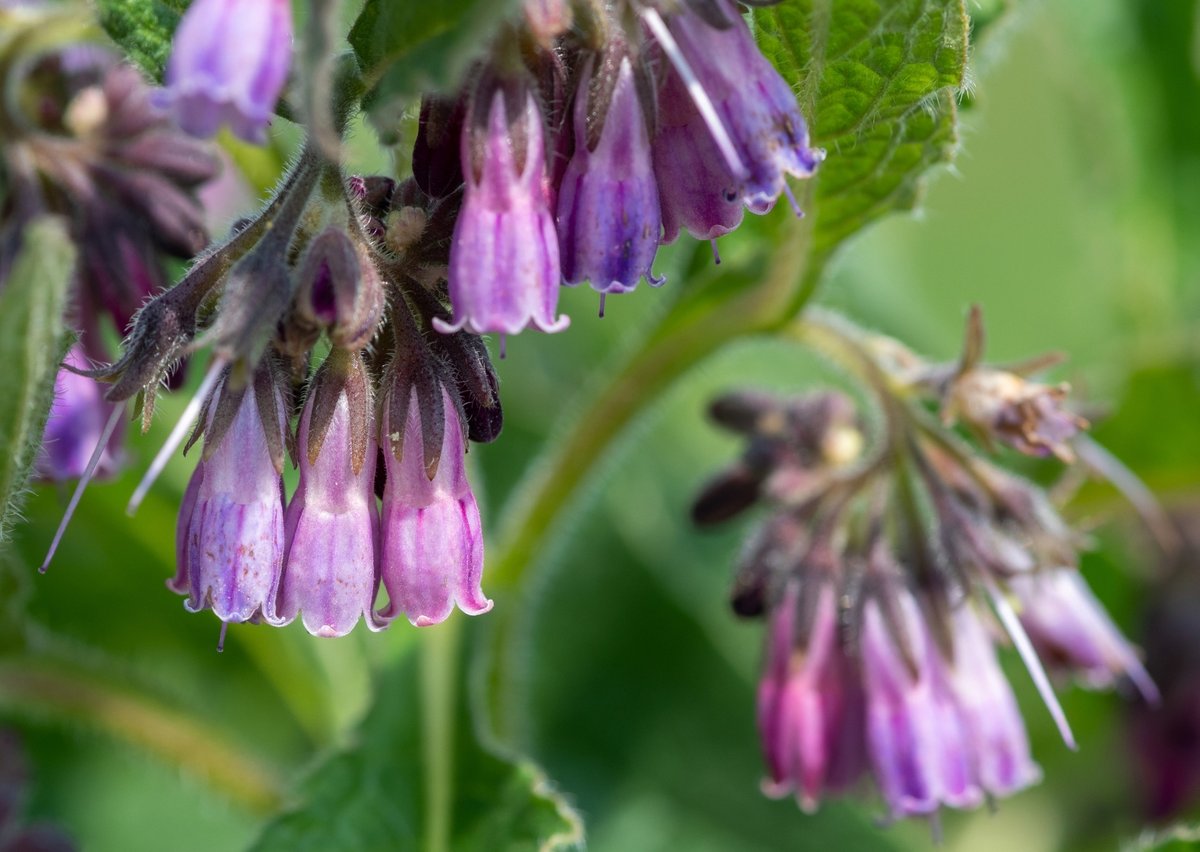 WiltsWildlife's tweet photo. Can't wait to see what wonderful wildflowers feature on tonight's @wildflower_hour from 8-9pm. Here's one we spotted earlier! #commoncomfrey #wildflowerhour #closetohome #nature #flowers https://t.co/3q01RywTHO