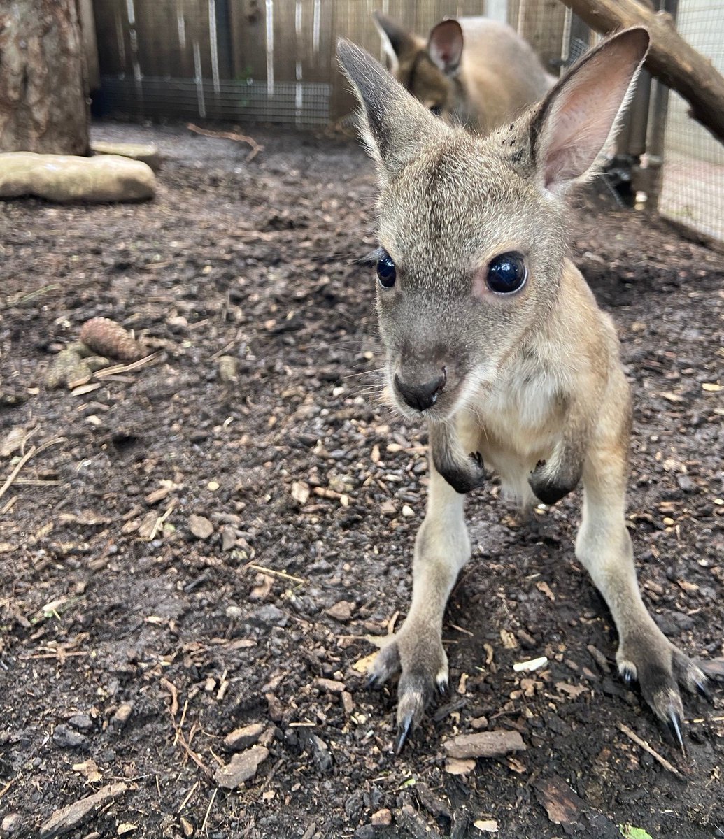 CincinnatiZoo's tweet photo. Up close with baby wallaby Zip (and his big brother Pocket in the background)!  Zoo Babies is presented by Dawn. https://t.co/3FOAanbPHd