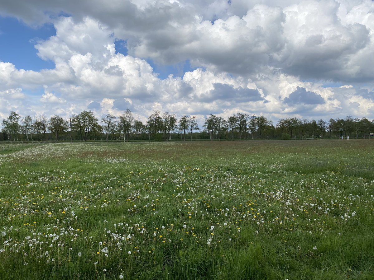 SKiezebrink's tweet photo. #zuring, het weiland kleurt er rood van. #wildflowerhourNL https://t.co/tqBjiJtSep