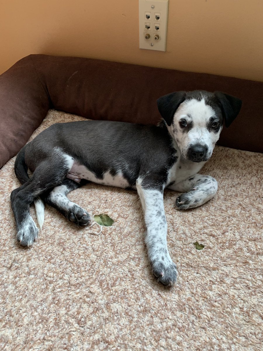 ZehnerMackenzie's tweet photo. 🐾 Looking for their furever homes 🐾  Lego, Rodger, and Rowan! Sweetest puppies ever 🐶🐶🐶 https://t.co/2xnOQPkfz0