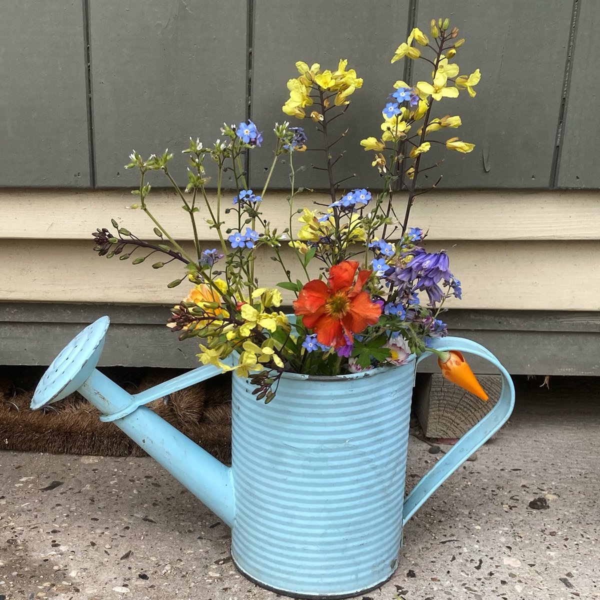 Haven’t needed to use this #watering can for awhile. Ideal for putting all the wind and weeding breakages 

#nannysgardenworld 

#geum #kale #daisy #bluebell #forgetmenot #californianpoppy #flowers