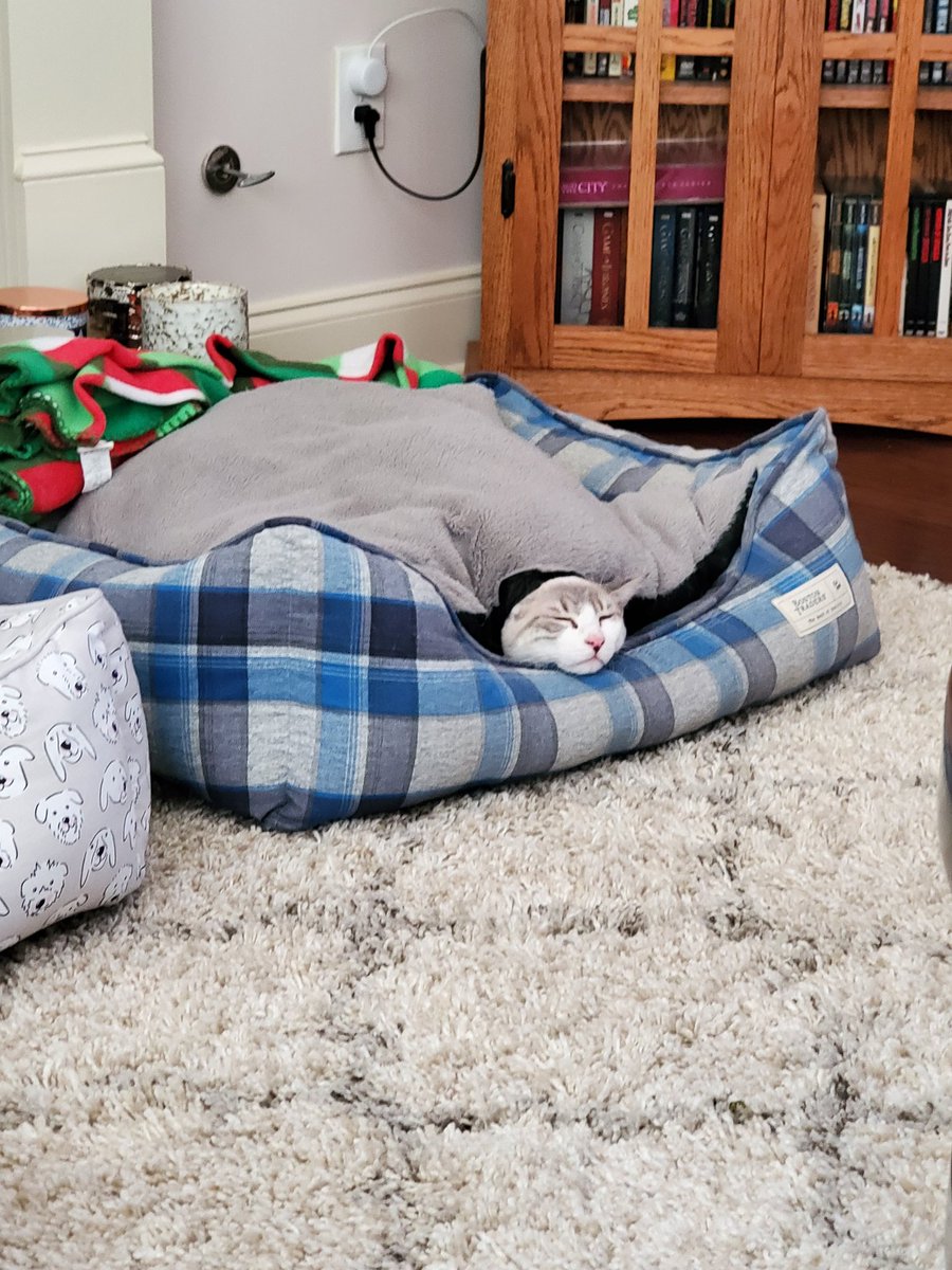 nancy_beier's tweet photo. I guess Nicky is cold from the air conditioning,  it's 90 outside and its 71 in here,  he's wrapped up like he's freezing!!! https://t.co/GIVwWc0npk