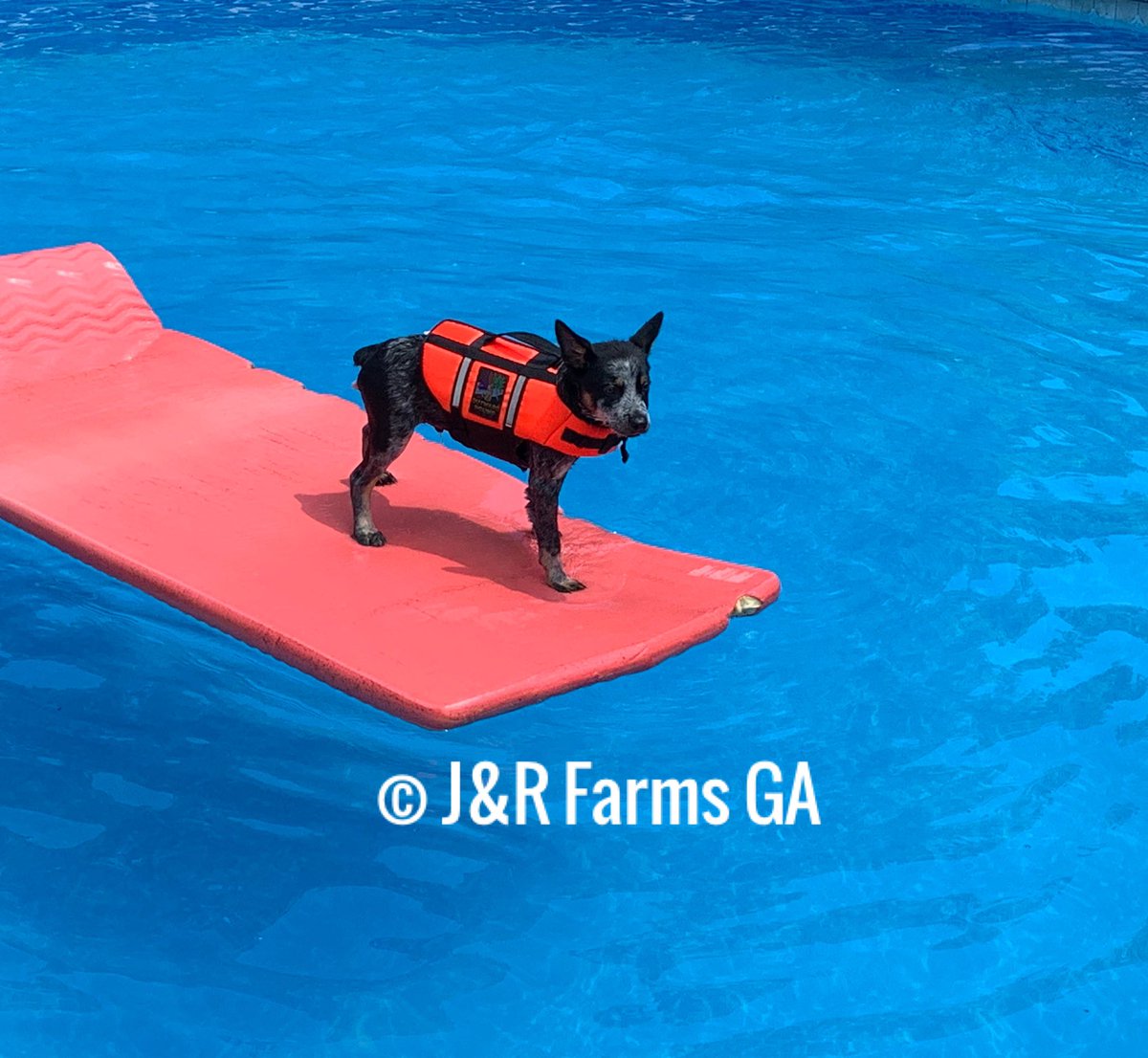 First time in the pool 😬
#FarmDog