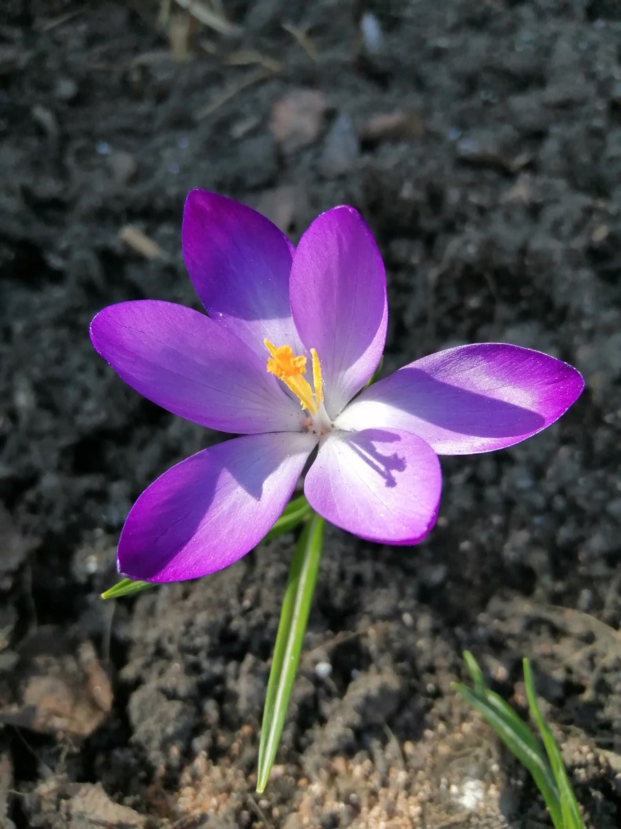 sulaimyn's tweet photo. Первые весенние цветочки🌷
#Flowers #spring #beauty https://t.co/Ev0hjn2xgZ