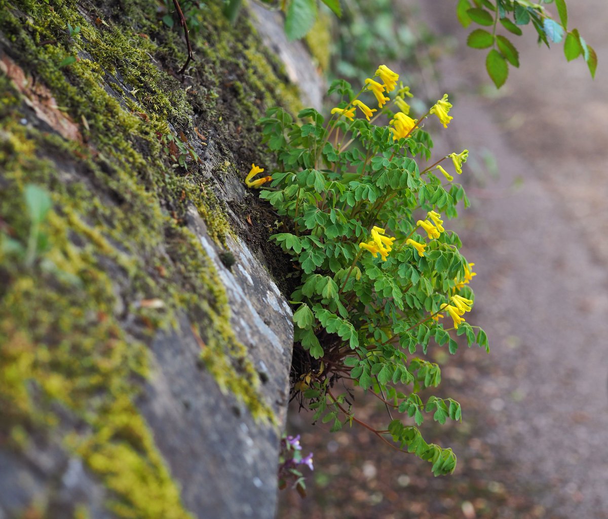 Yellow corydalis flourishing on the wall of <a href="/StMarysEly/">St Mary's Ely</a> for #WildflowerHour #WallPlants.