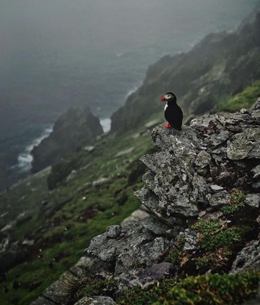 Check out this little fella guarding Skellig Michael...⁠
By @officialdaryljames⁠