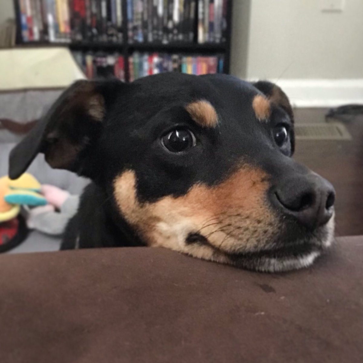 Stormy409's tweet image. #smileyboi #happydog #pepperoniface