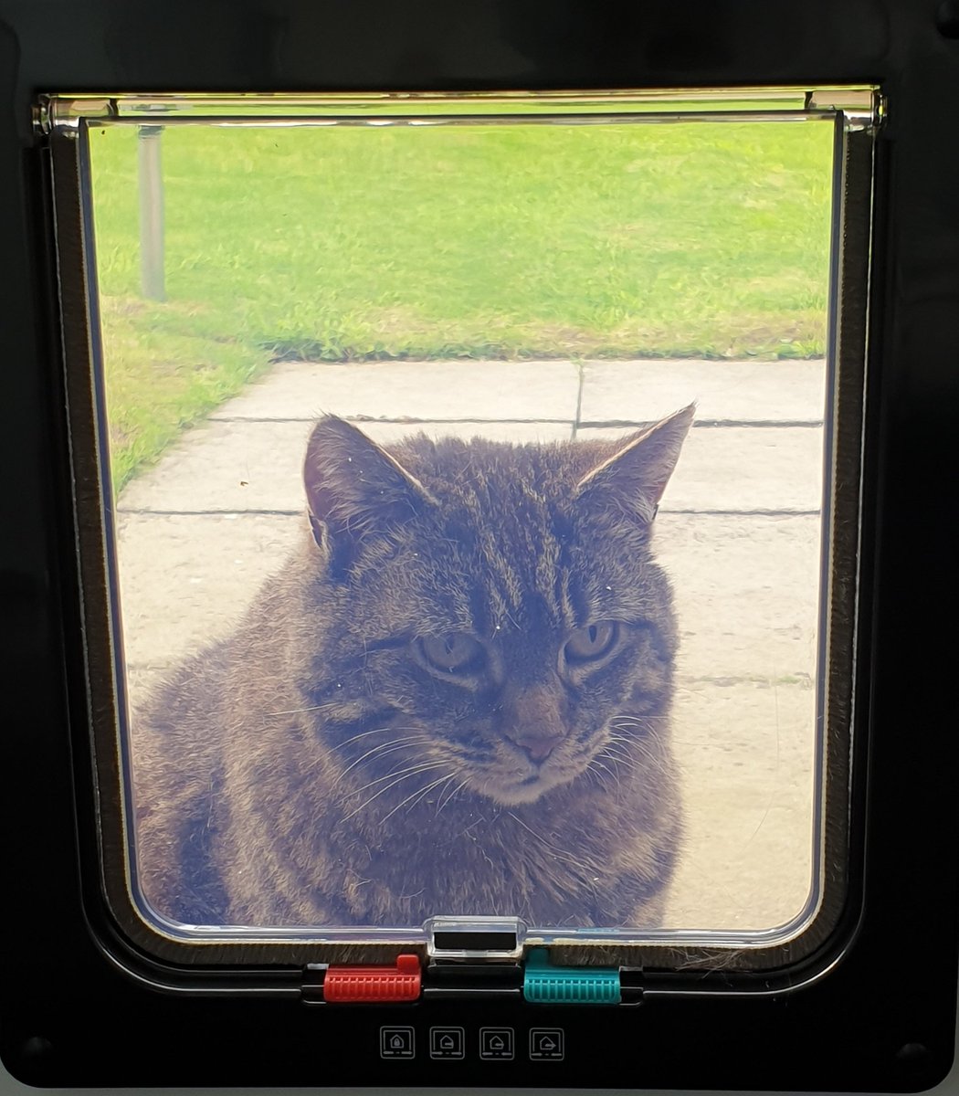 4Catsof's tweet image. Mum bought us a new cat flap
#Sunday #CatsOfTwitter #nothappy #struggle