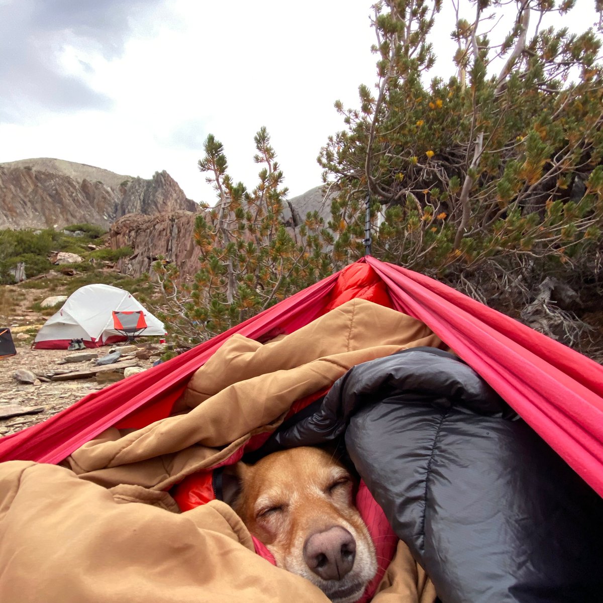 We've got a growing investment in our community! 🌲 For every successful transaction through Ruckify, we plant a tree on your behalf! You love the outdoors as much as we do and together we can keep it wild and growing!

Explore Ruckify: hubs.li/H0MlnD_0