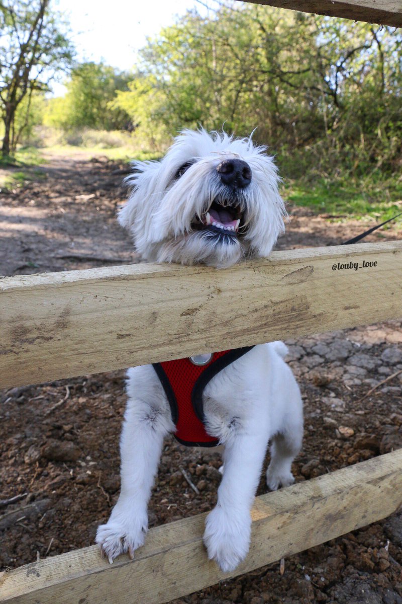 louby_love's tweet image. When you’re nosey but also short!!👀🥲 #shortpeopleproblems