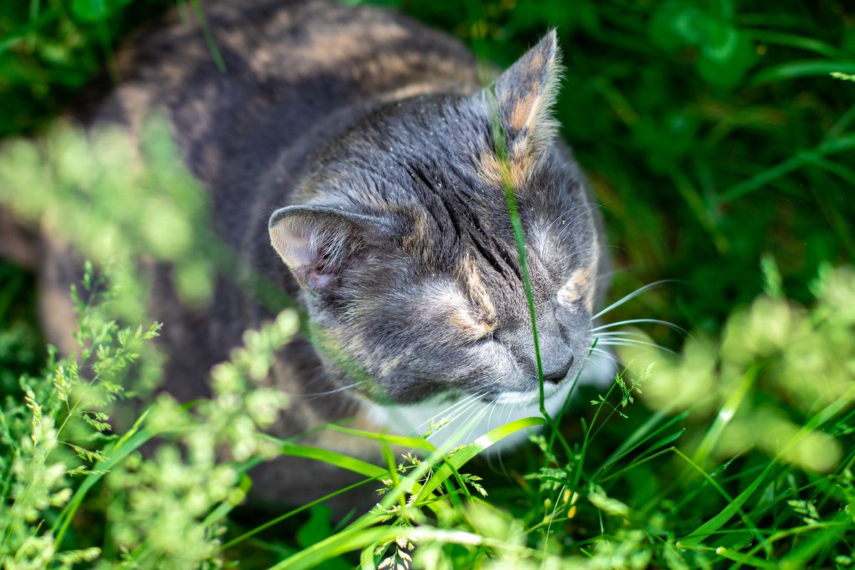 millybly's tweet photo. Autumn resting in a grass burrow is the kind of peace I want in 2021. 💙 https://t.co/Ry4XPMcfXI