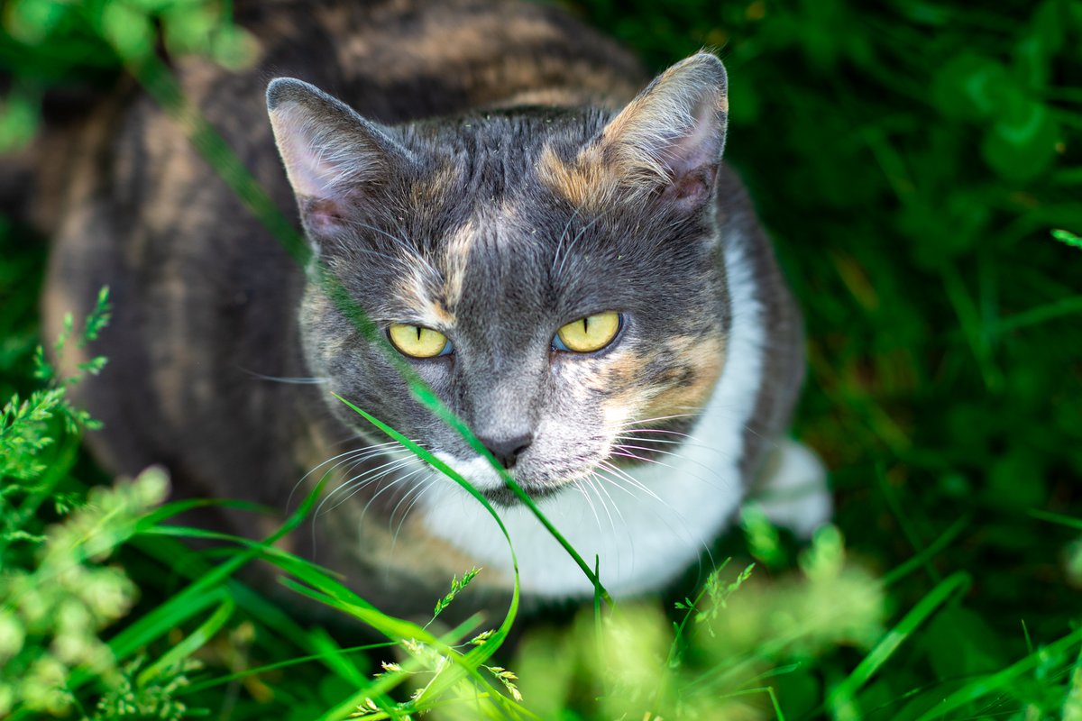 millybly's tweet photo. Autumn resting in a grass burrow is the kind of peace I want in 2021. 💙 https://t.co/Ry4XPMcfXI
