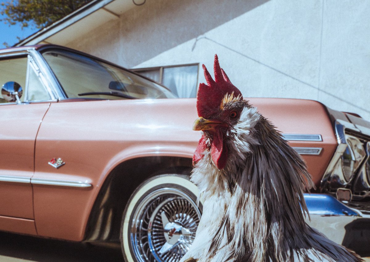 fugazziflo's tweet photo. We broke 60k today y’all and from the bottom of my cortez I wanna say thank you guys so much. This project been my main focus for so long and to finally see it live means the world to me. new shit on the way in the meantime keep bangin that shii-BIG SMOKE🐓 https://t.co/7oxGIOox78