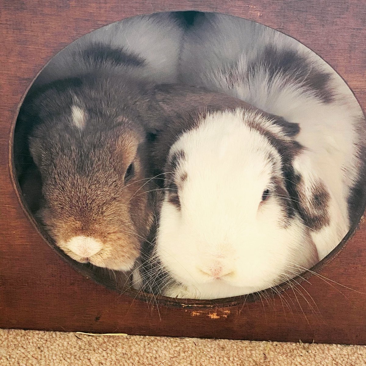 Peekaboo from Buddy and Daisy #buddyanddaisy #bunnies #minilops