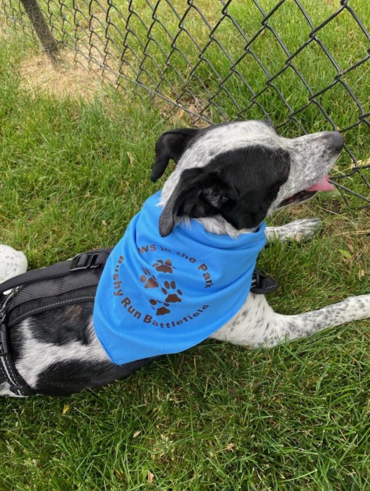 BushyRun1763's tweet photo. Stop on by our gift shop in the museum and purchase a #BushyRun Battlefield dog scarf for your four legged friend! #History https://t.co/KYhxsyeYEB