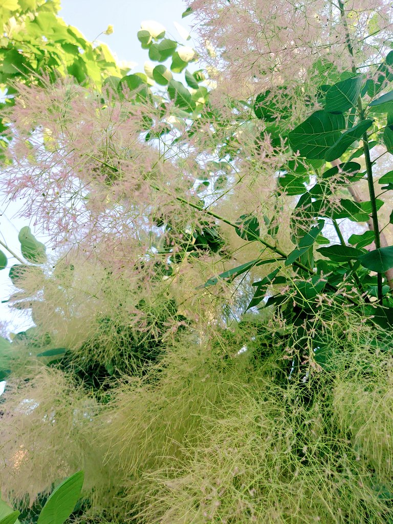 ハグマノキ Twitter Search Twitter